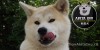 Akita Inu Chovná stanice