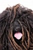 Puli